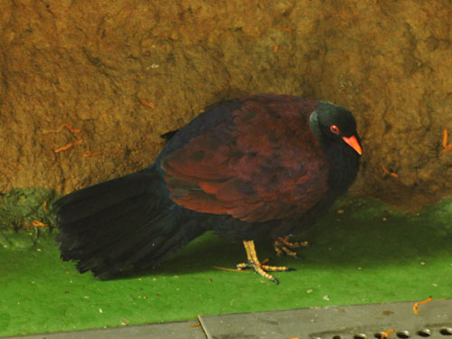 ゴクラクバト