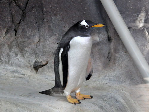 ジェンツーペンギン