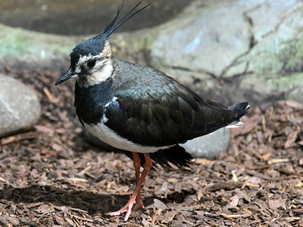 タゲリ