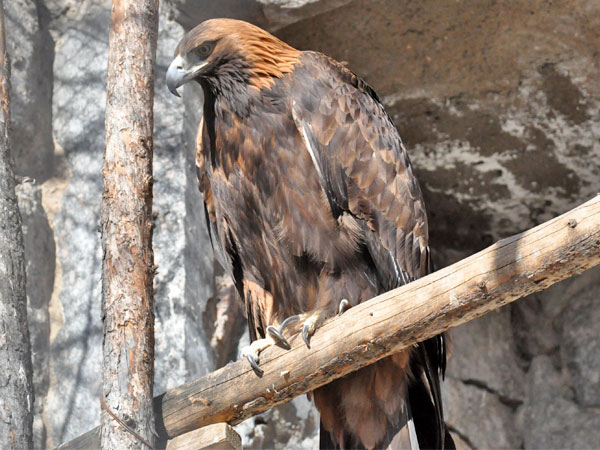 イヌワシ（Aquila chrysaetos daphanea）