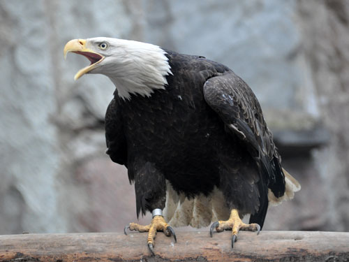 ハクトウワシ