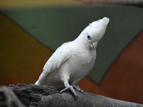 ソロモンオウム