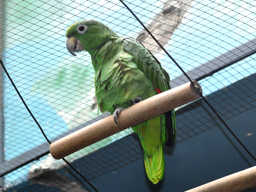 キガシラムジボウシインコ