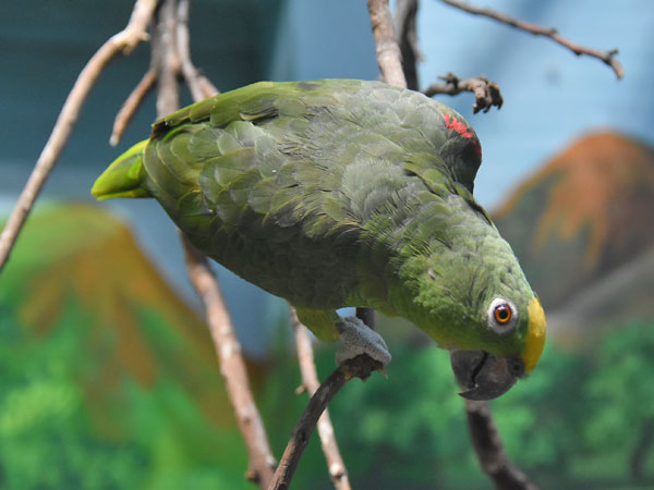 キビタイボウシインコ