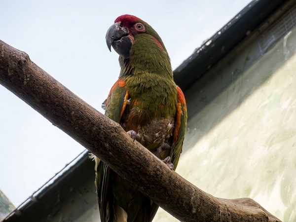 アカミミコンゴウインコ