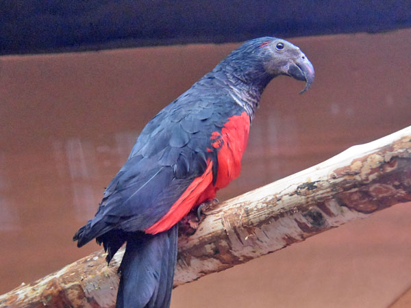 アラゲインコ