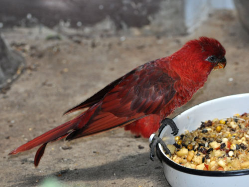 ベニインコ