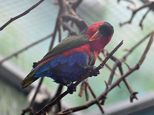 オトメズグロインコ