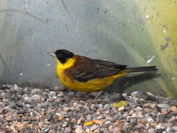 ズグロチャキンチョウ