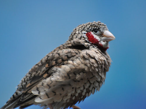 イッコウチョウ