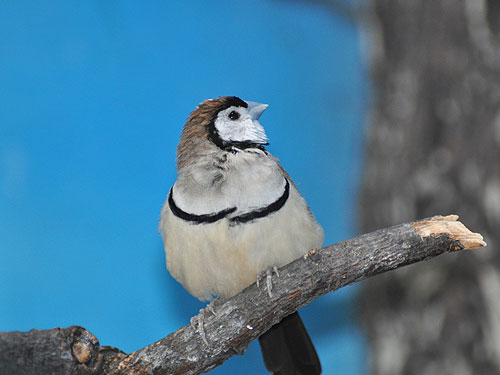 カノコスズメ（Taeniopygia bichenovii）