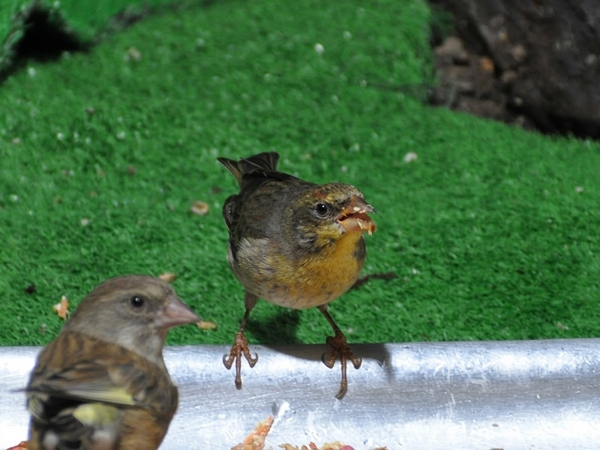アカマシコ