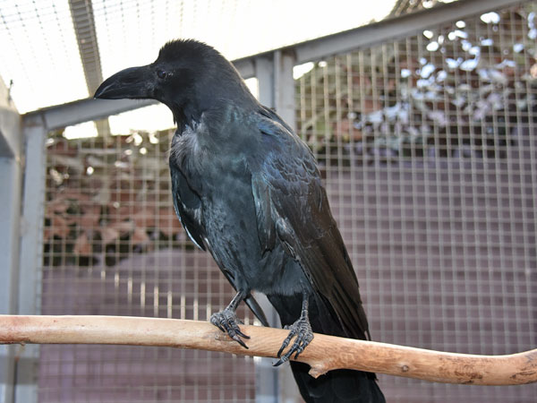 ハシブトガラス
