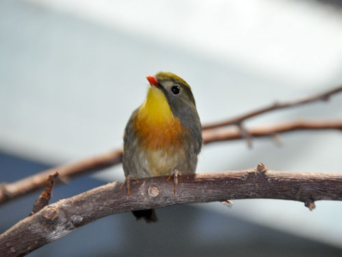ソウシチョウ