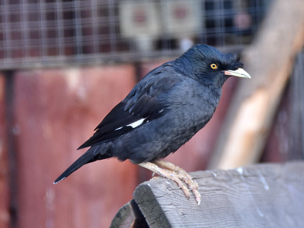 ハッカチョウ