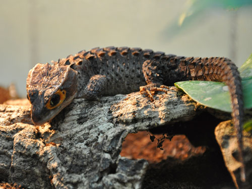 アカメカブトトカゲ