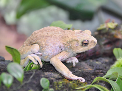 マレーキノボリガマ