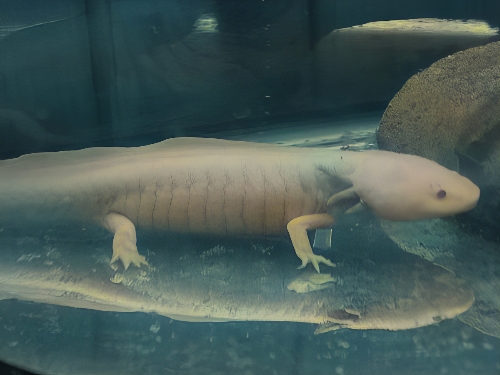 メキシコサンショウウオ