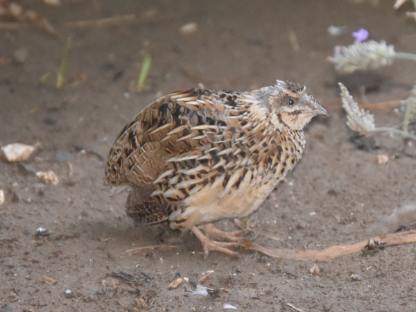 ヨーロッパウズラ