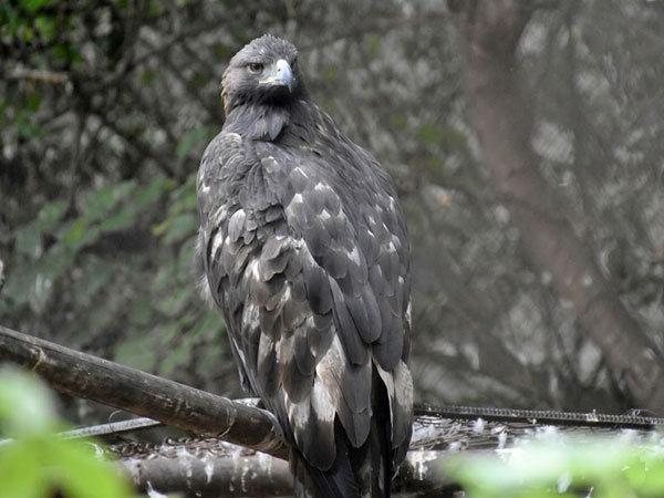 イヌワシ（Aquila chrysaetos chrysaetos）