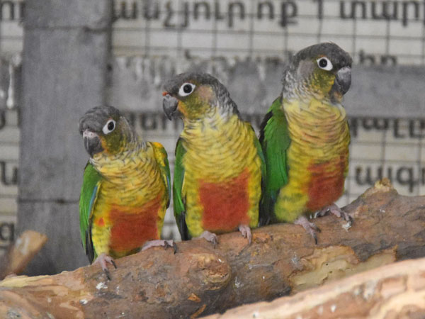 ホオミドリウロコインコ