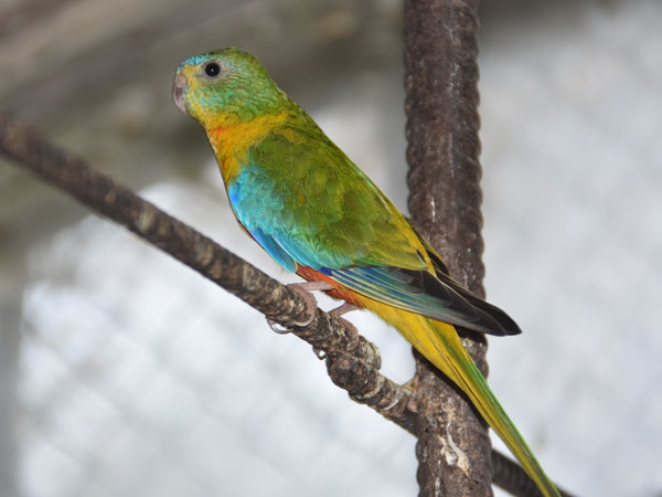 キキョウインコ