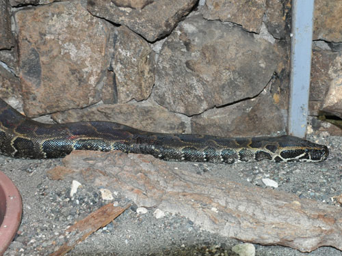 アフリカニシキヘビ