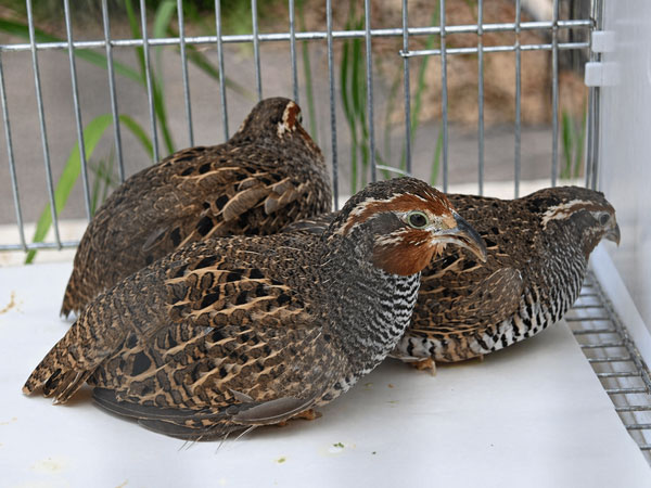 ヤブウズラ