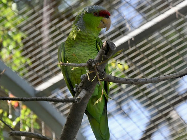 フジイロボウシインコ