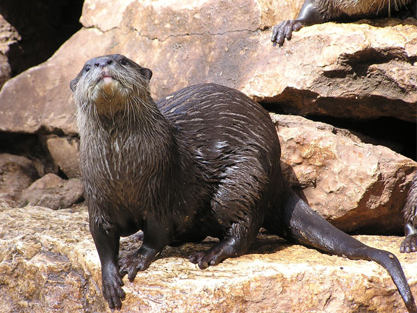 コツメカワウソ（Aonyx cinereus）