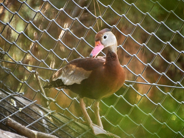 アカハシリュウキュウガモ