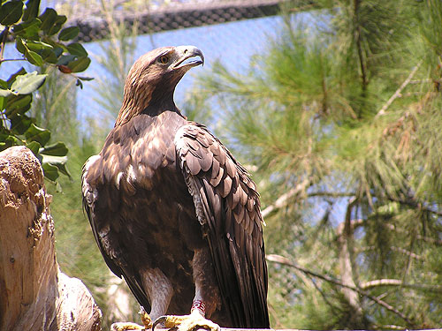 イヌワシ（Aquila chrysaetos homeyeri）