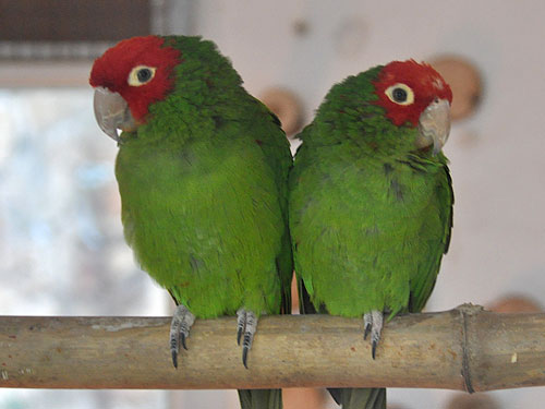 オナガアカボウシインコ