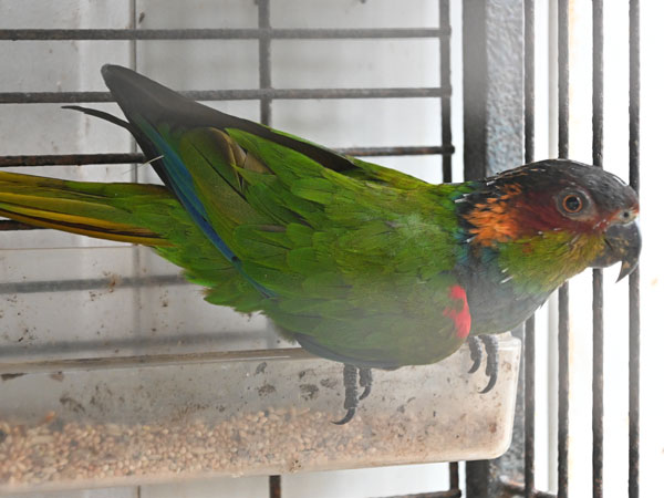 アオマエカケインコ