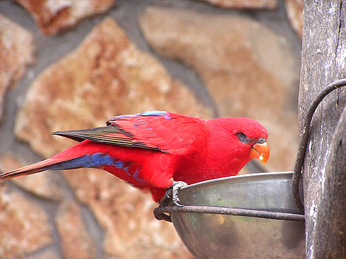 ヒインコ