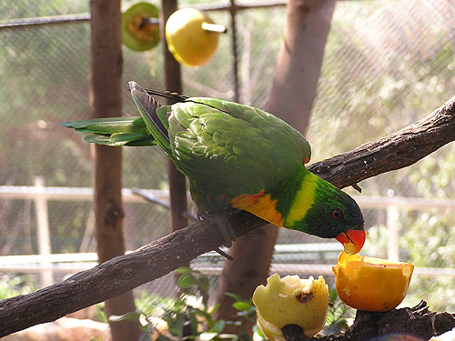 チモールセイガイインコ