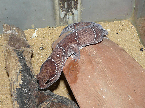 ニシアフリカトカゲモドキ