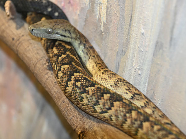 ジャマイカボア