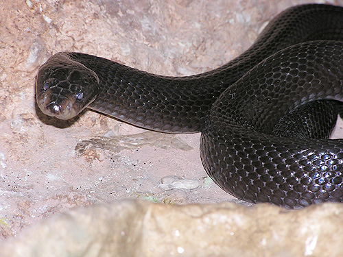 サバククロコブラ