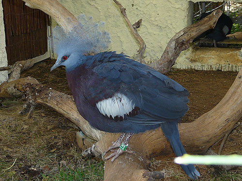 ムネアカカンムリバト