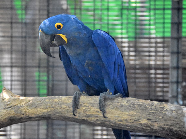 スミレコンゴウインコ