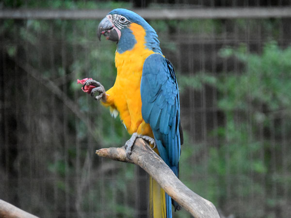アオキコンゴウインコ