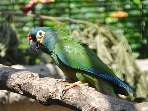 アカビタイヒメコンゴウインコ