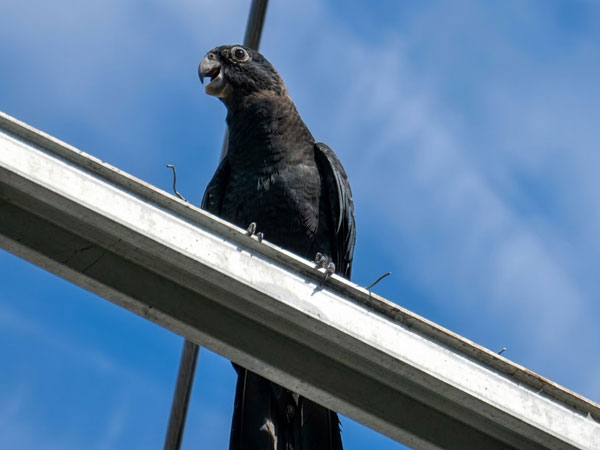 クロインコ