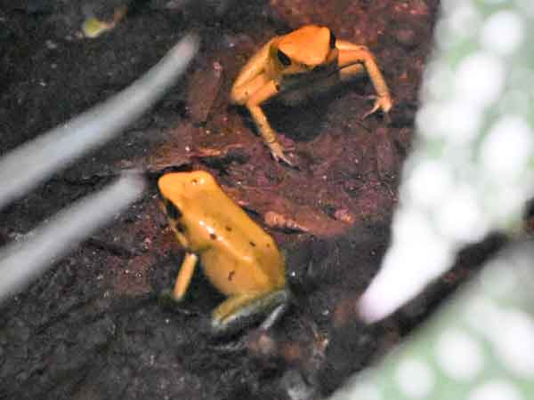 モウドクフキヤガエル