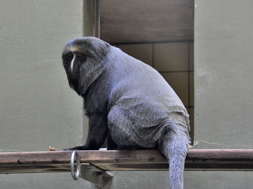 フクロウグエノン