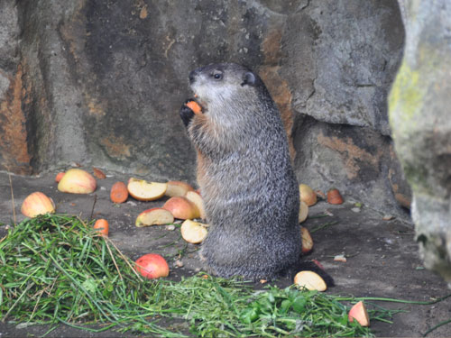 ウッドチャック