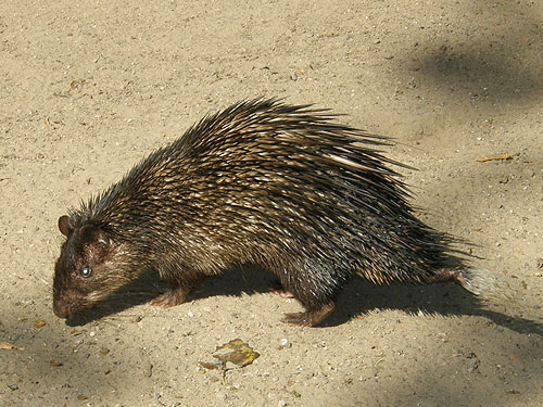 アフリカフサオヤマアラシ