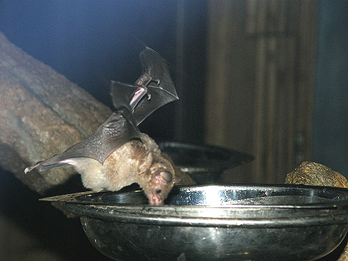 パラスシタナガコウモリ