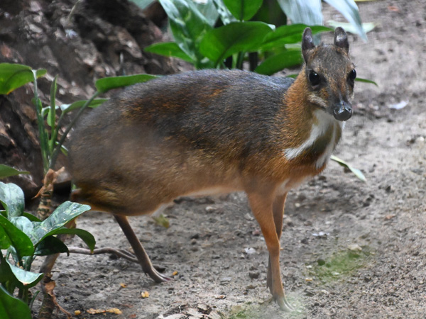 ジャワマメジカ